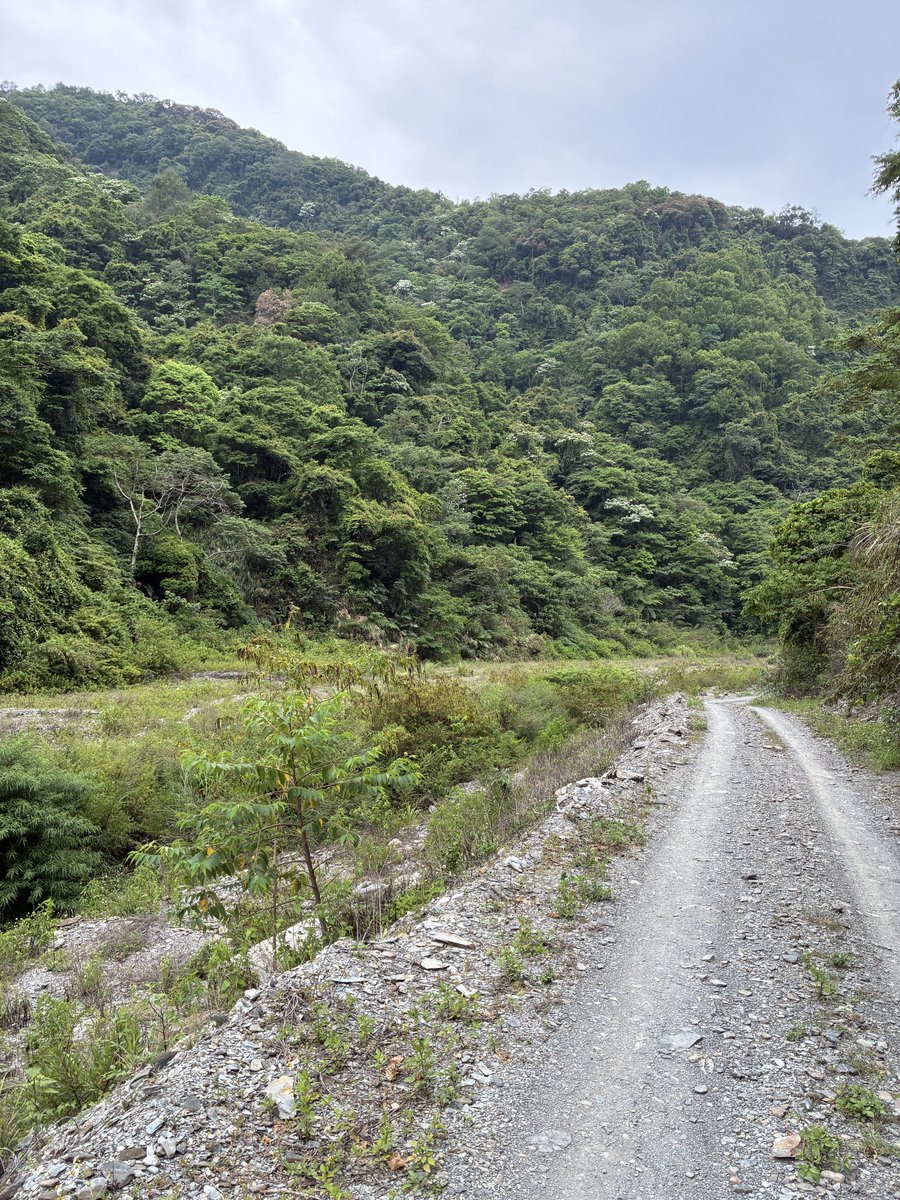 授業切って台湾まで虫取りにきてる