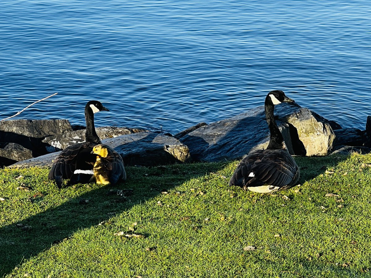 Matthew Rehrl MD 🖋 tweet media