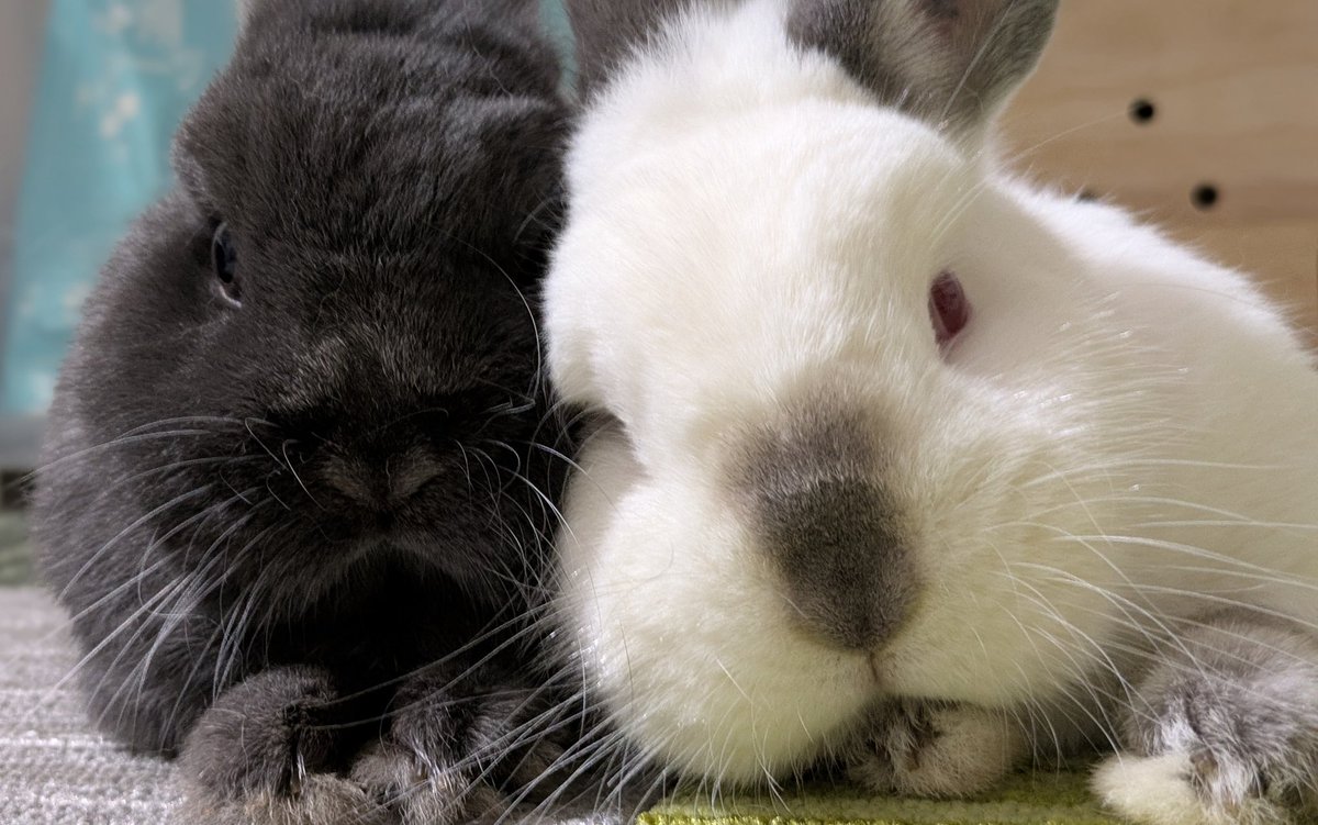 ラピツティア tweet media