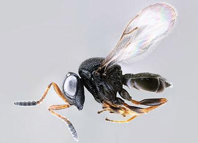 USDA_ARS's tweet photo. In #ARSAgLab, discover how the Samurai Wasp may be nature's fight club solution to combating the Stink Bug. https://t.co/X7F59Npfi8
#NPMM https://t.co/ZPQ1neGPnG