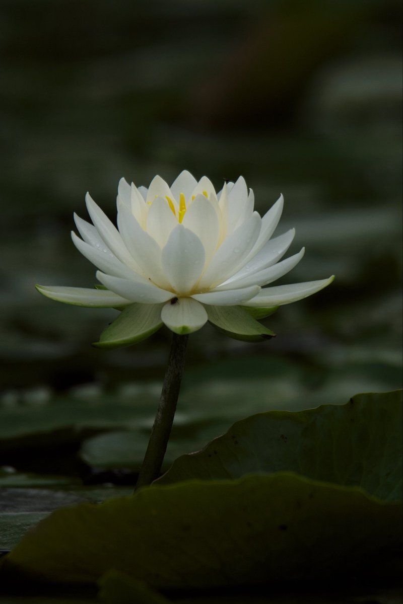 mel199909's tweet photo. 睡蓮

Canon EOS 20D  

オールドデジカメ遊び。 https://t.co/5FJMuFmRaz