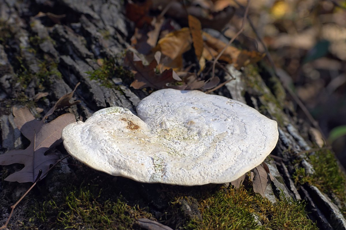 ErnestSPhoto's tweet image. Bright white and geometric, this shelf fungus pops against dark oak. It adds an organic, minimalist vibe to a room - perfect for modern rustic decor that values raw, natural textures.

#appalachianmountains #modernrustic #biophilicdesign #landscapeart #interiordesign