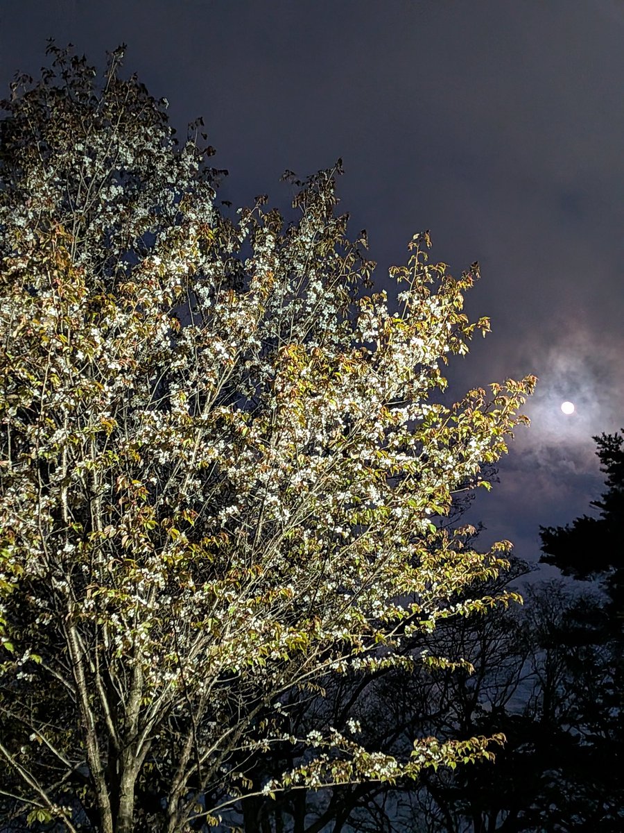 wankoturn's tweet image. 札幌23時、7℃

札幌寒いぃ〜んですけどぉ😰
昨年の今頃！も少しポカポカ
してたよね

#月　と　#桜　桜大好き
撮りまくりアルバム容量ヤバい🤣
セーターやフリースしまい
室内も季節でバタバタ作業中
少しだけ窓開けて空気入れ替えた🙆
月と鉄塔も撮っちゃった🤳
水曜日〜お疲れ様でーっす🤗