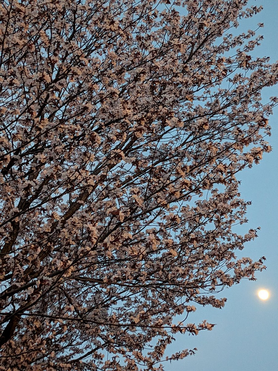 wankoturn's tweet image. 札幌23時、7℃

札幌寒いぃ〜んですけどぉ😰
昨年の今頃！も少しポカポカ
してたよね

#月　と　#桜　桜大好き
撮りまくりアルバム容量ヤバい🤣
セーターやフリースしまい
室内も季節でバタバタ作業中
少しだけ窓開けて空気入れ替えた🙆
月と鉄塔も撮っちゃった🤳
水曜日〜お疲れ様でーっす🤗