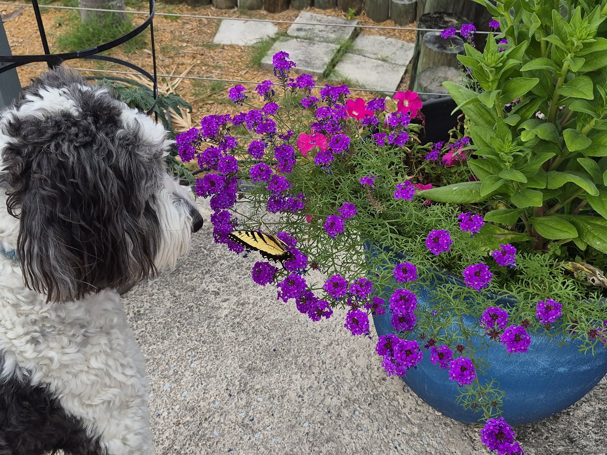 creek_moose's tweet image. Rocky made a butterfly friend and gave him a little boop 🥰🦋 #dogsoftwitter #DogsOfX