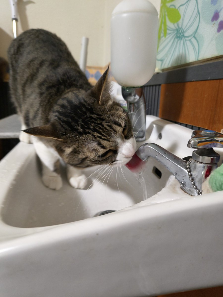 ミヤネコ(宇都宮大学保護猫サークル) tweet media