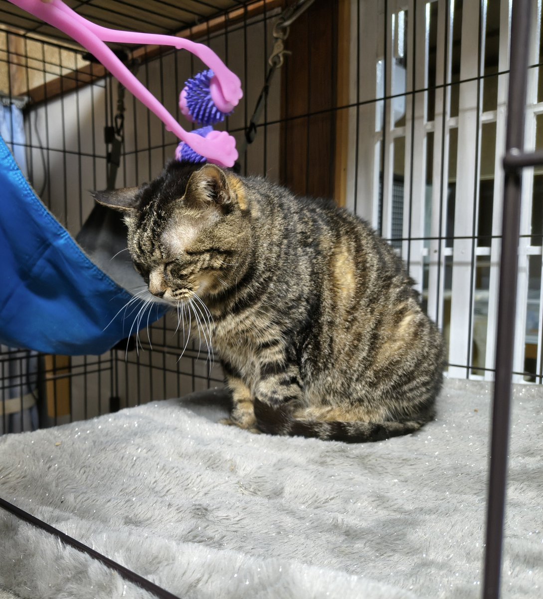 ミヤネコ(宇都宮大学保護猫サークル) tweet media