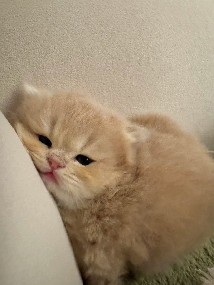 Cat 🐈 tweet media