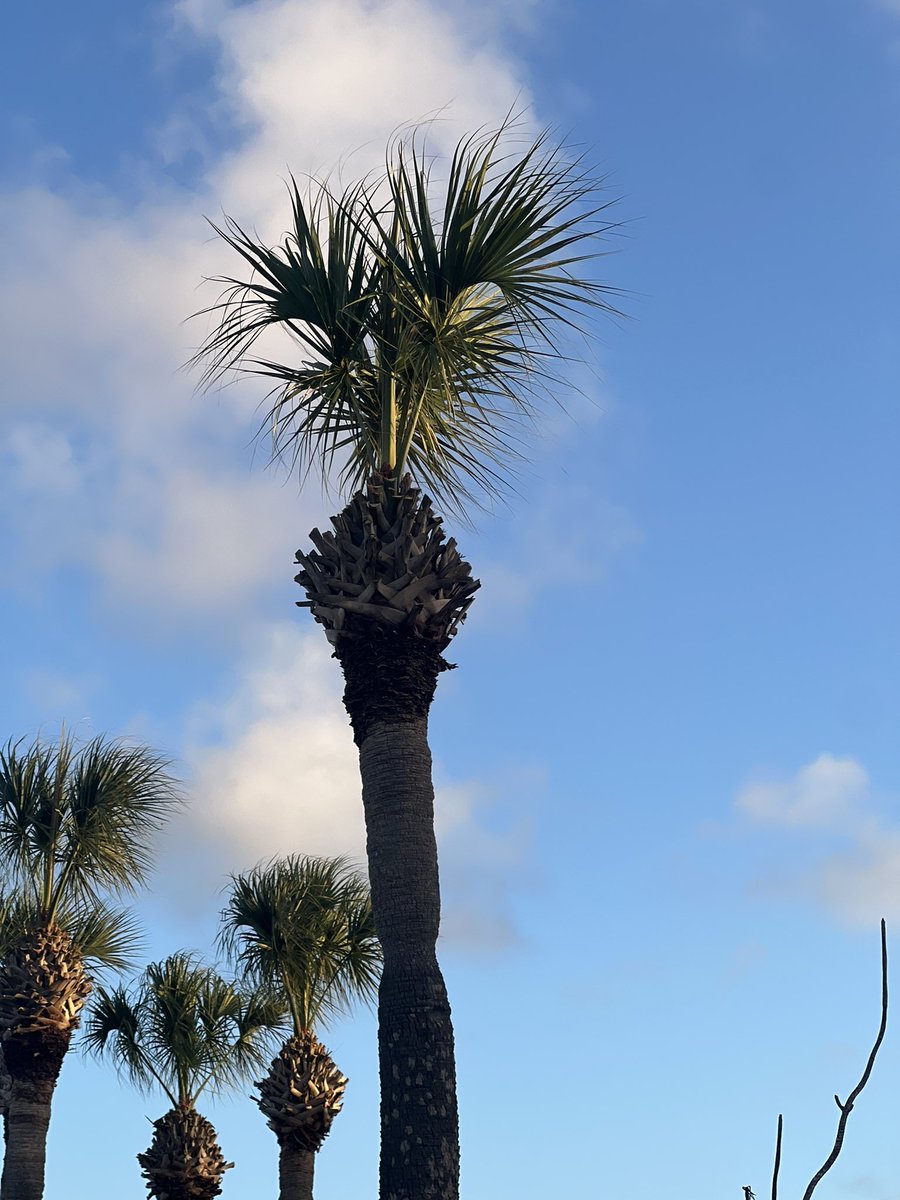 Remington tweet media