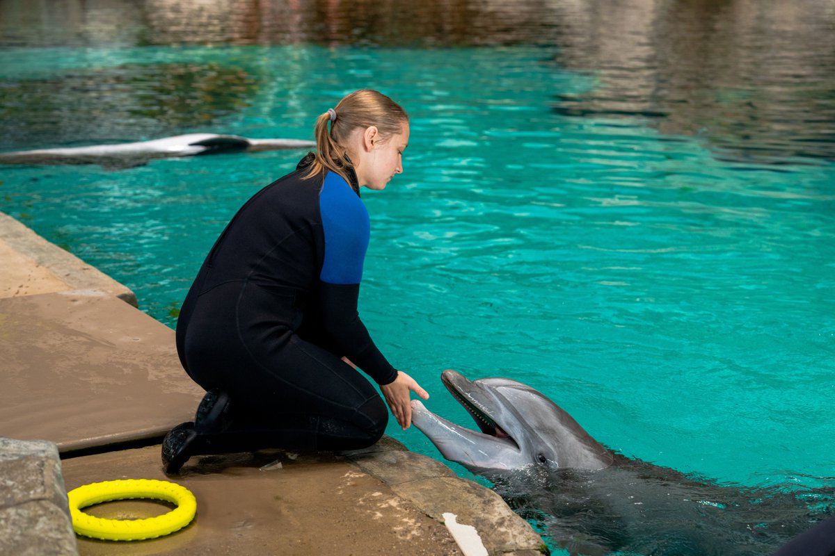 SeaWorld Yas Island, Abu Dhabi tweet media