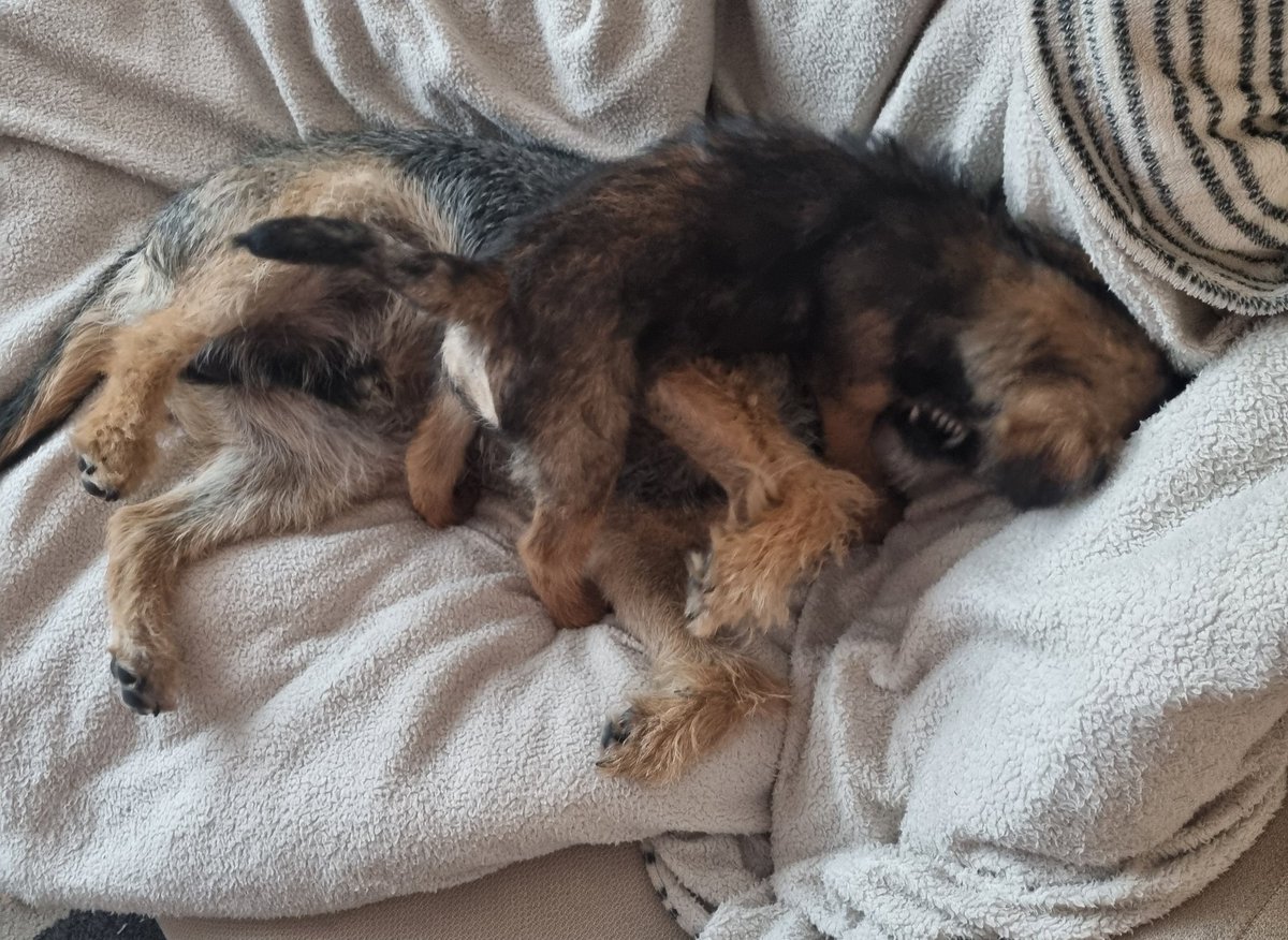 Reginald Barkley - smol fat potato! tweet media