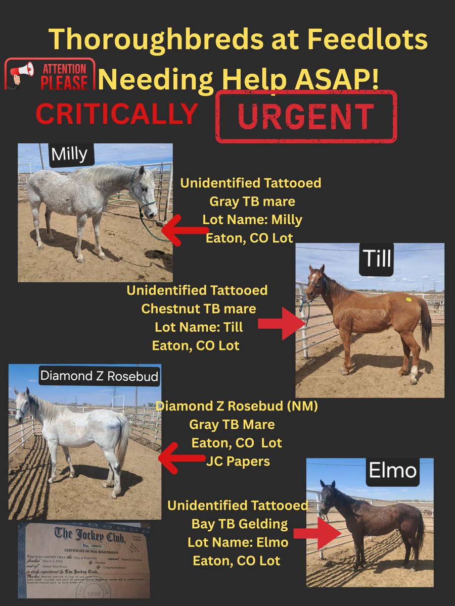 RACEFund's tweet image. 🆘🆘🆘👉 We are stalled at $1720  raised for Diamond &amp;amp; Elmo so far. We still need to raise $2280 to reach goal for them so we have a long way to go yet and short time to get there. Let's get this done for Diamond &amp;amp; Elmo. Failure is not an option. Please consider a donation to