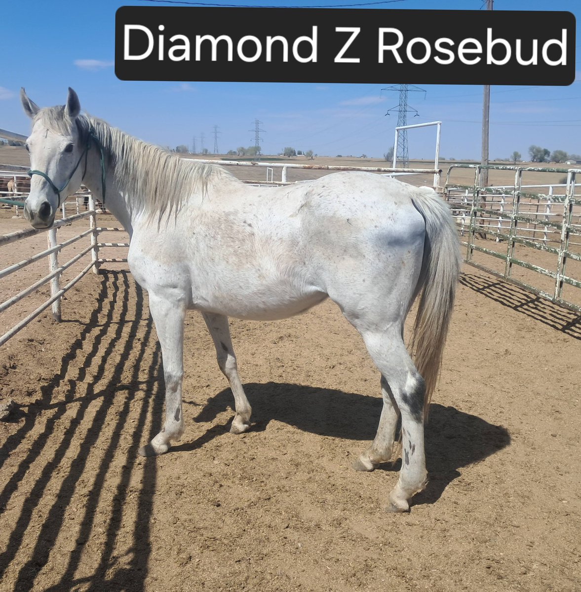 RACEFund's tweet image. 🆘🆘🆘👉 We are stalled at $1720  raised for Diamond &amp;amp; Elmo so far. We still need to raise $2280 to reach goal for them so we have a long way to go yet and short time to get there. Let's get this done for Diamond &amp;amp; Elmo. Failure is not an option. Please consider a donation to