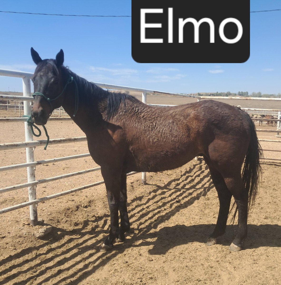 RACEFund's tweet image. 🆘🆘🆘👉 We are stalled at $1720  raised for Diamond &amp;amp; Elmo so far. We still need to raise $2280 to reach goal for them so we have a long way to go yet and short time to get there. Let's get this done for Diamond &amp;amp; Elmo. Failure is not an option. Please consider a donation to