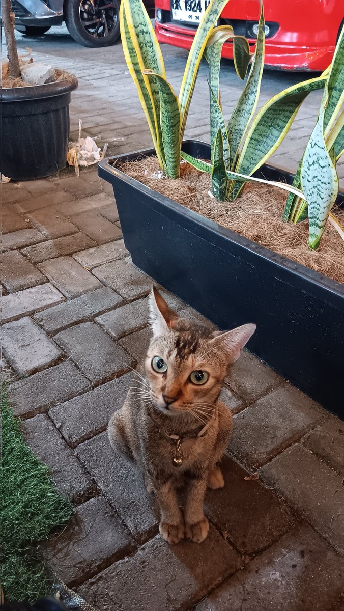 Samurai X tweet media