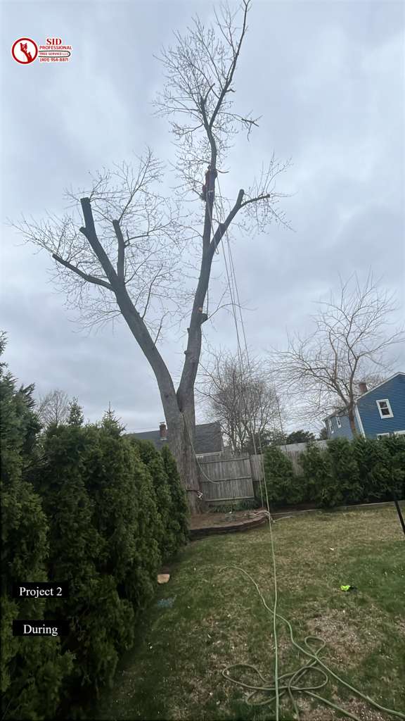 llc25303's tweet image. ✨During
Safe cuts, clean results 🌿 Trust SID Professional Tree Service LLC for expert tree care and storm cleanup.
📞 401-954-8871
🌐 sidtreeservice.com
#TreeCareExperts #TreeRemoval #StormCleanup