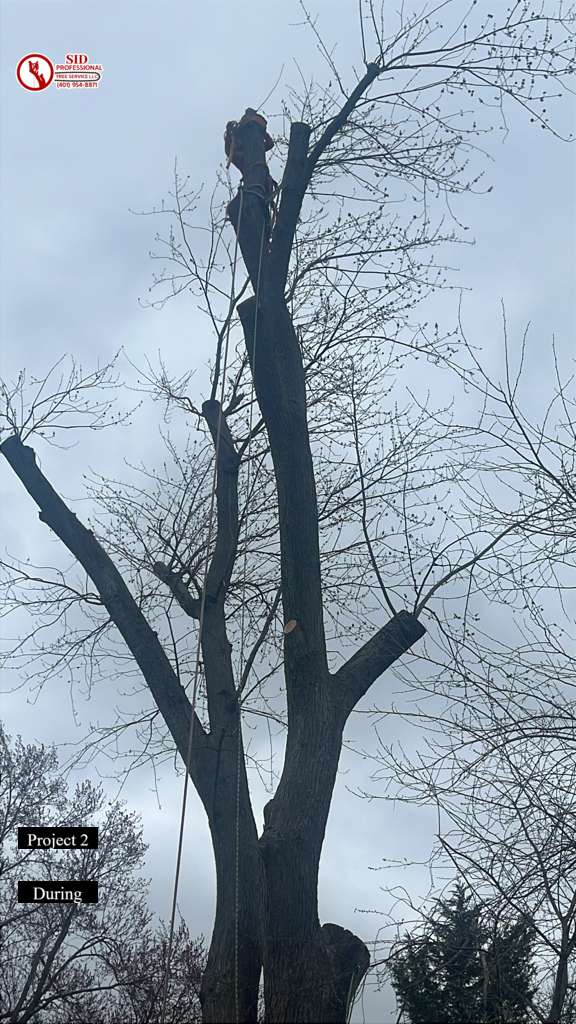 llc25303's tweet image. ✨During
Safe cuts, clean results 🌿 Trust SID Professional Tree Service LLC for expert tree care and storm cleanup.
📞 401-954-8871
🌐 sidtreeservice.com
#TreeCareExperts #TreeRemoval #StormCleanup