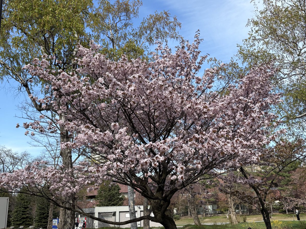 Turedure9406's tweet image. ようやく咲いた🥰

#桜　#中島公園
