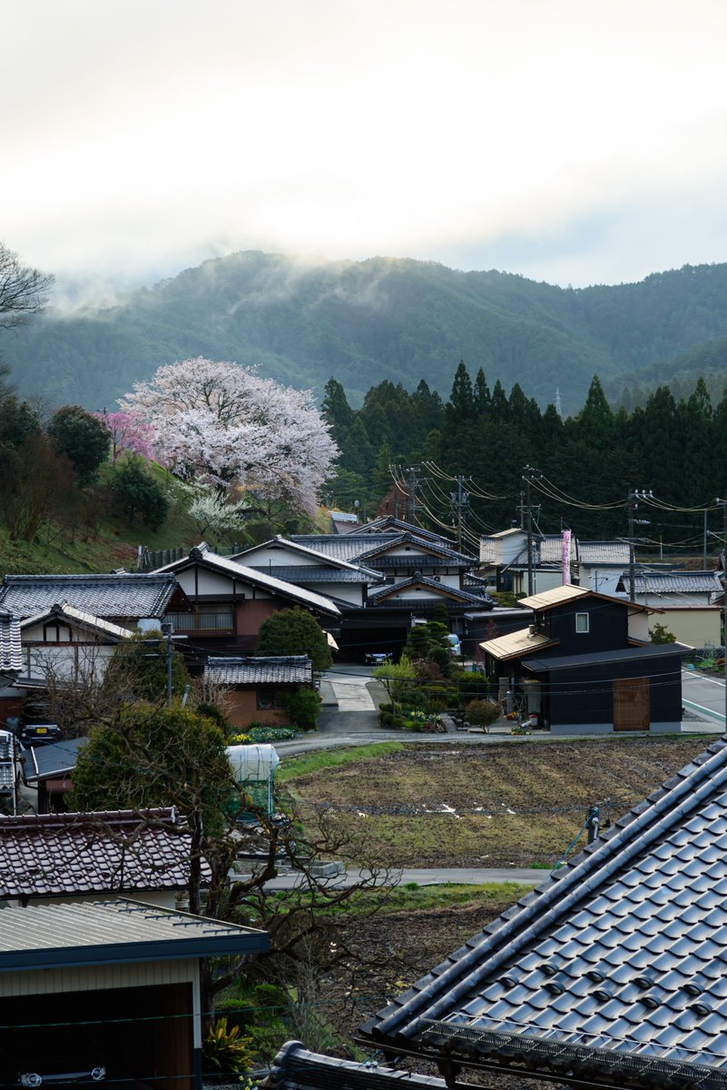 moco0420's tweet image. 岩太郎のしだれ桜周辺には他にもいっぱい桜が咲いてました🌸
⁡⁡
⁡2026/04/06⁡
⁡#桜 #Flowers⁡ #下呂市萩原町
⁡#東京カメラ部 #tokyocameraclub
#私とニコンで見た世界
#ファインダー越しの私の世界
#写真好きな人と繋がりたい