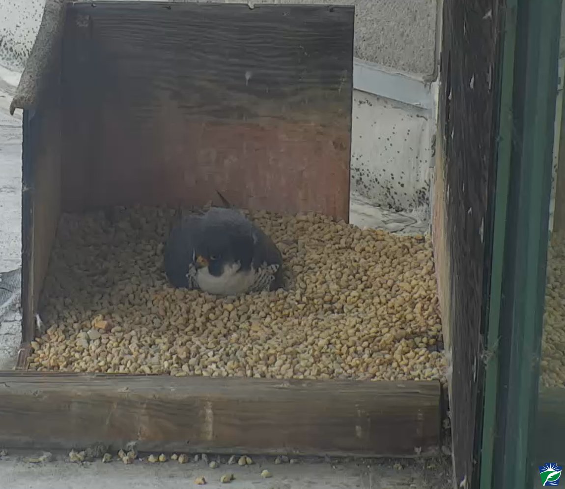 FalconChatter's tweet photo. Mama's still keeping her eggs warm, but don't take your eyes off the Falcon Cams! The eggs should be here any day now! 🪺https://t.co/hUdTNvEstK

Keep an ear out too, for squeaking or tapping from inside the eggs. It takes some time for the eyases to break that first hole in the shell, but we should see our first pip soon!