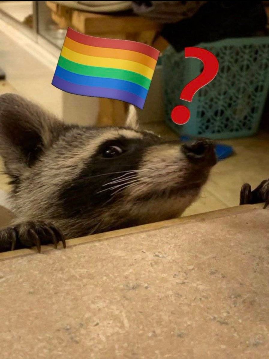 Why you should have a Raccoon tweet media