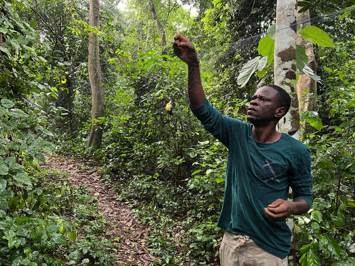 IITAForest's tweet image. 🇧🇯💃🏽 Reaching you live from Benin!

13 birds of 8 species were trapped during today’s bird survey by @AdewaleAwoyemi, at Drabo Gbo Forest Reserve.

🐦 Snowy-crowned Robin-chat
🐦 Green Crombec
🐦 Little Greenbul

More species updates coming! 🌿🐦🌍💚
#Biodiversity #Conservation