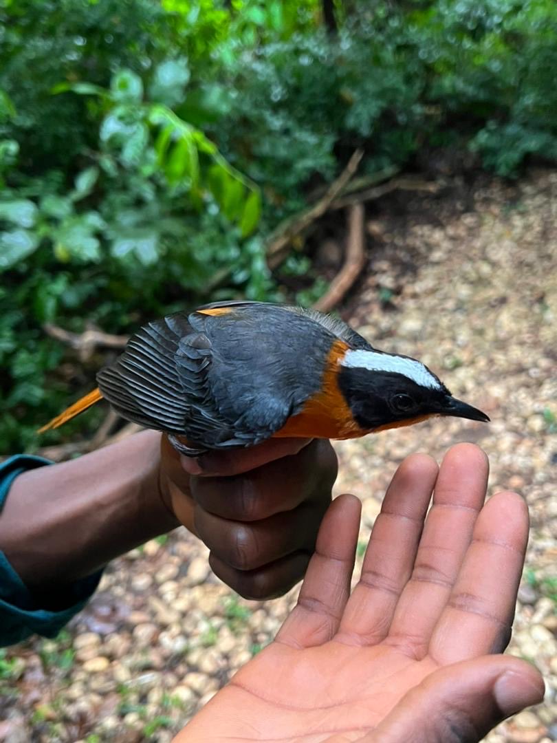 IITAForest's tweet image. 🇧🇯💃🏽 Reaching you live from Benin!

13 birds of 8 species were trapped during today’s bird survey by @AdewaleAwoyemi, at Drabo Gbo Forest Reserve.

🐦 Snowy-crowned Robin-chat
🐦 Green Crombec
🐦 Little Greenbul

More species updates coming! 🌿🐦🌍💚
#Biodiversity #Conservation