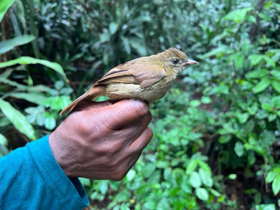 IITAForest's tweet image. 🇧🇯💃🏽 Reaching you live from Benin!

13 birds of 8 species were trapped during today’s bird survey by @AdewaleAwoyemi, at Drabo Gbo Forest Reserve.

🐦 Snowy-crowned Robin-chat
🐦 Green Crombec
🐦 Little Greenbul

More species updates coming! 🌿🐦🌍💚
#Biodiversity #Conservation