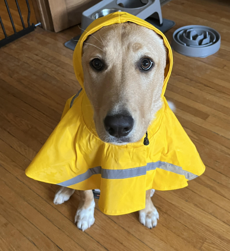 MrWhoBob tweet media