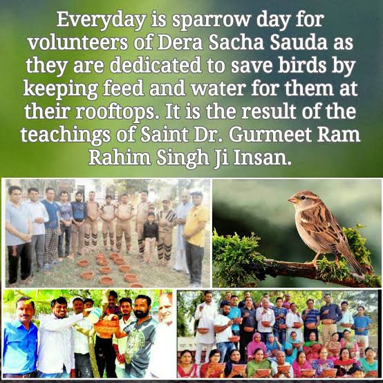 itz_judge's tweet photo. Birds are one of the beautiful creations of God. Followers of Dera Sacha Sauda arrange food and water for birds on roofs nd balconies of their houses for the conservation of birds as part of Bird Nurturing initiated by Saint Gurmeet Ram Rahim Ji. #FeedEveryCreature https://t.co/E9YIw8F5bq