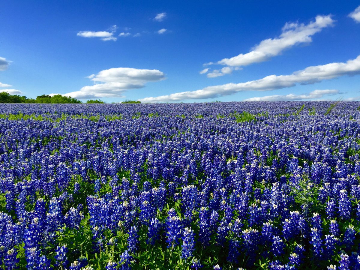 Seemahkachru's tweet photo. A sea of blue under a Texas sky. Thereโs something restorative about catching the bluebonnets in full bloomโa reminder that nature has its own perfect timing. ๐๐พ #TexasBluebonnets #SpringInTexas #BluebonnetSeason https://t.co/q2GB12FP0j