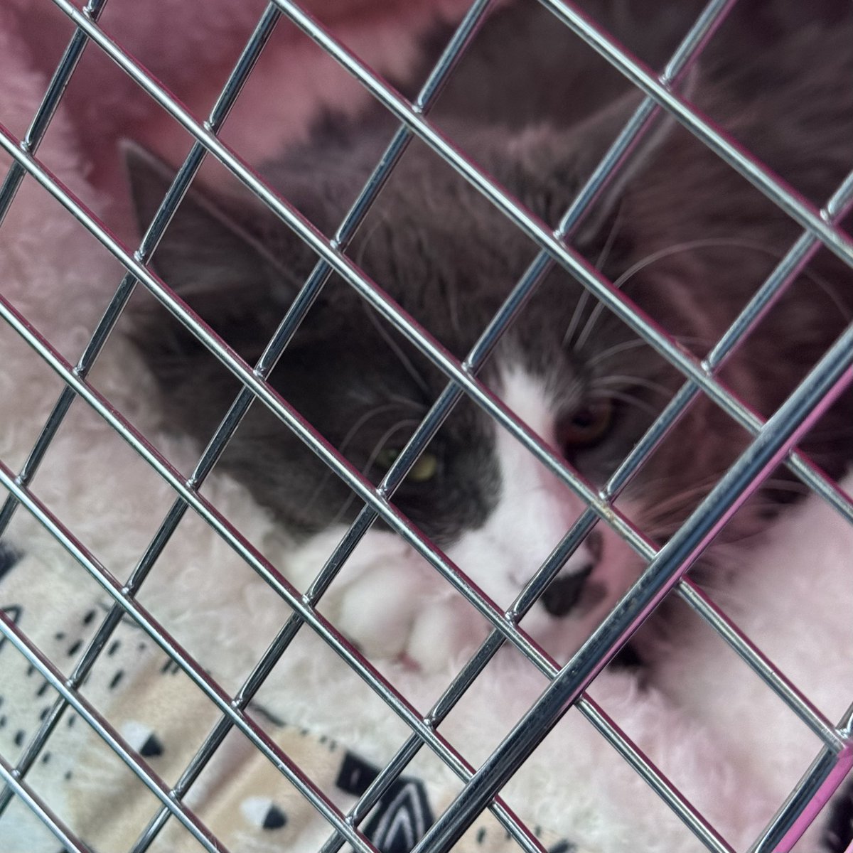 jbuzb's tweet image. My Roman was not amused going to his neuter appointment 😂 they grow up so quick 🥹😪 #MySon