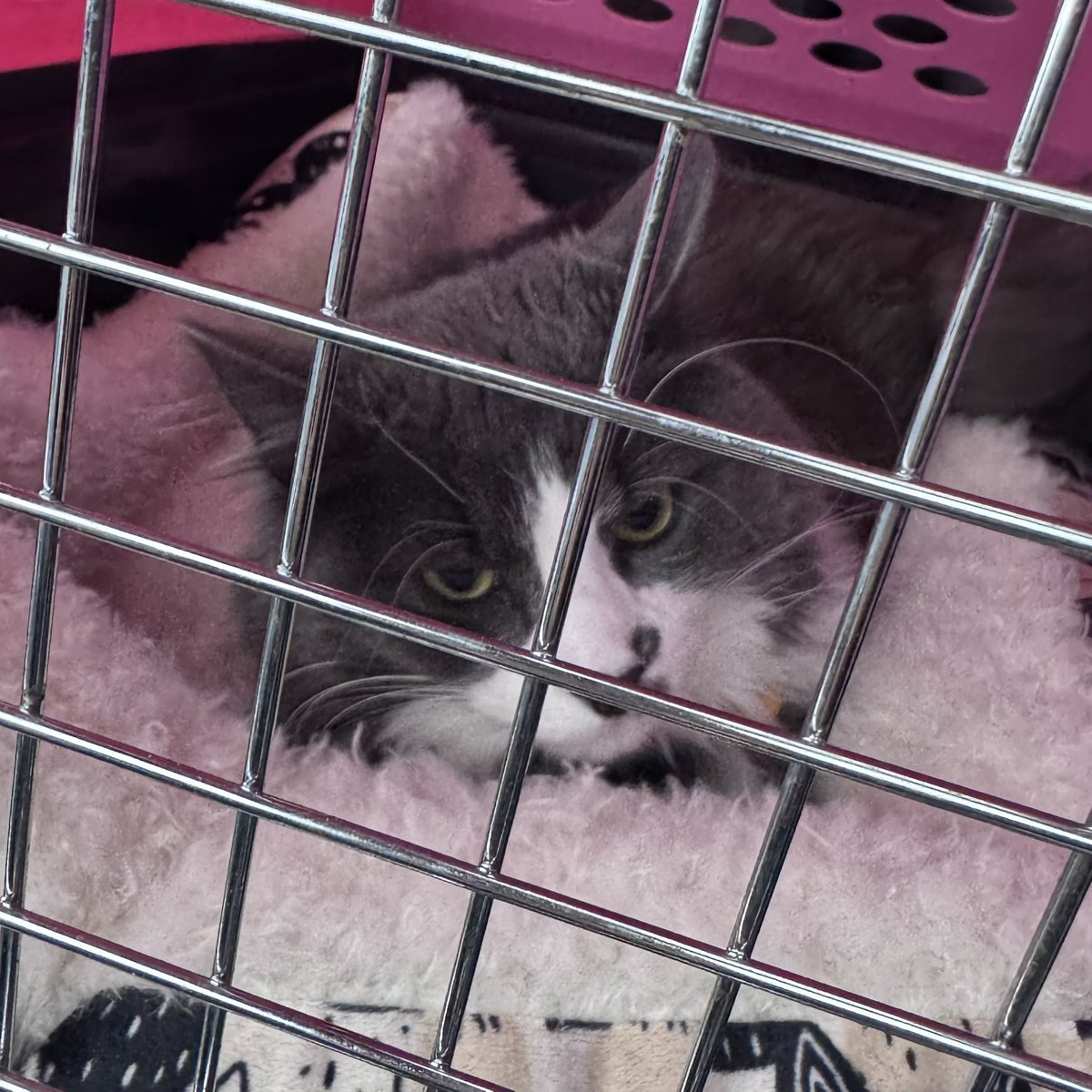 jbuzb's tweet image. My Roman was not amused going to his neuter appointment 😂 they grow up so quick 🥹😪 #MySon