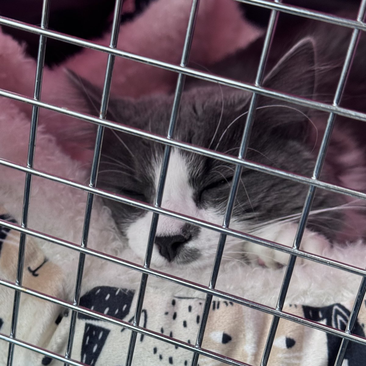 jbuzb's tweet image. My Roman was not amused going to his neuter appointment 😂 they grow up so quick 🥹😪 #MySon