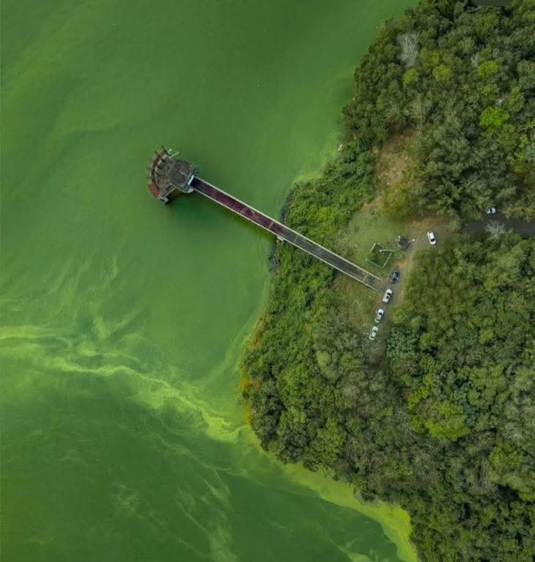 Juraron que en Cotuí no habría contaminación, miren la presa de Hatillo que las aguas parecen un bosque verdecito.