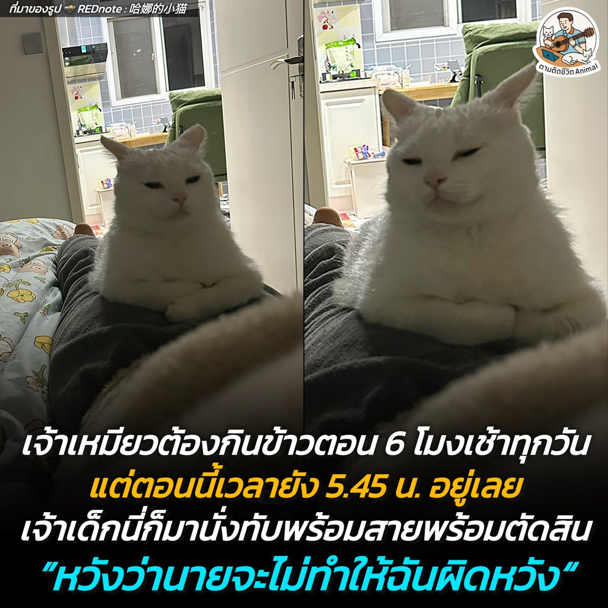 ตามติดชีวิตAnimal tweet media