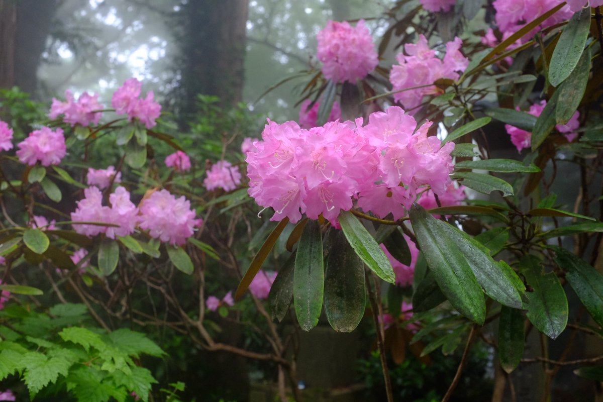 ふえるにゃん tweet media