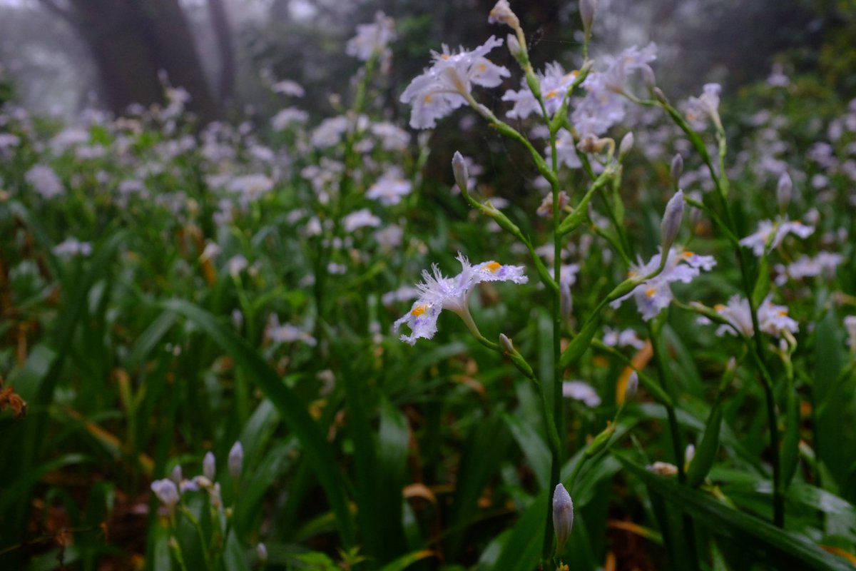 ふえるにゃん tweet media