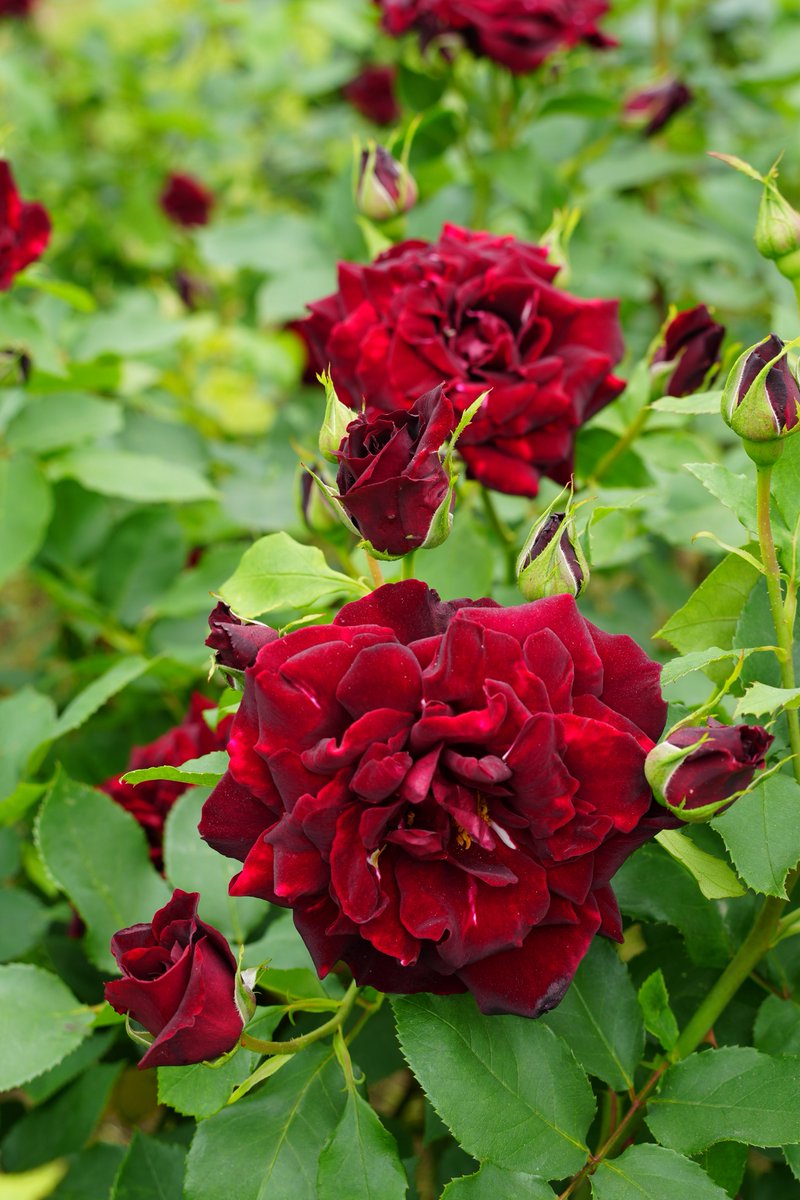 まみもこ tweet media