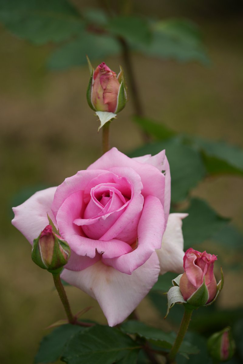 まみもこ tweet media