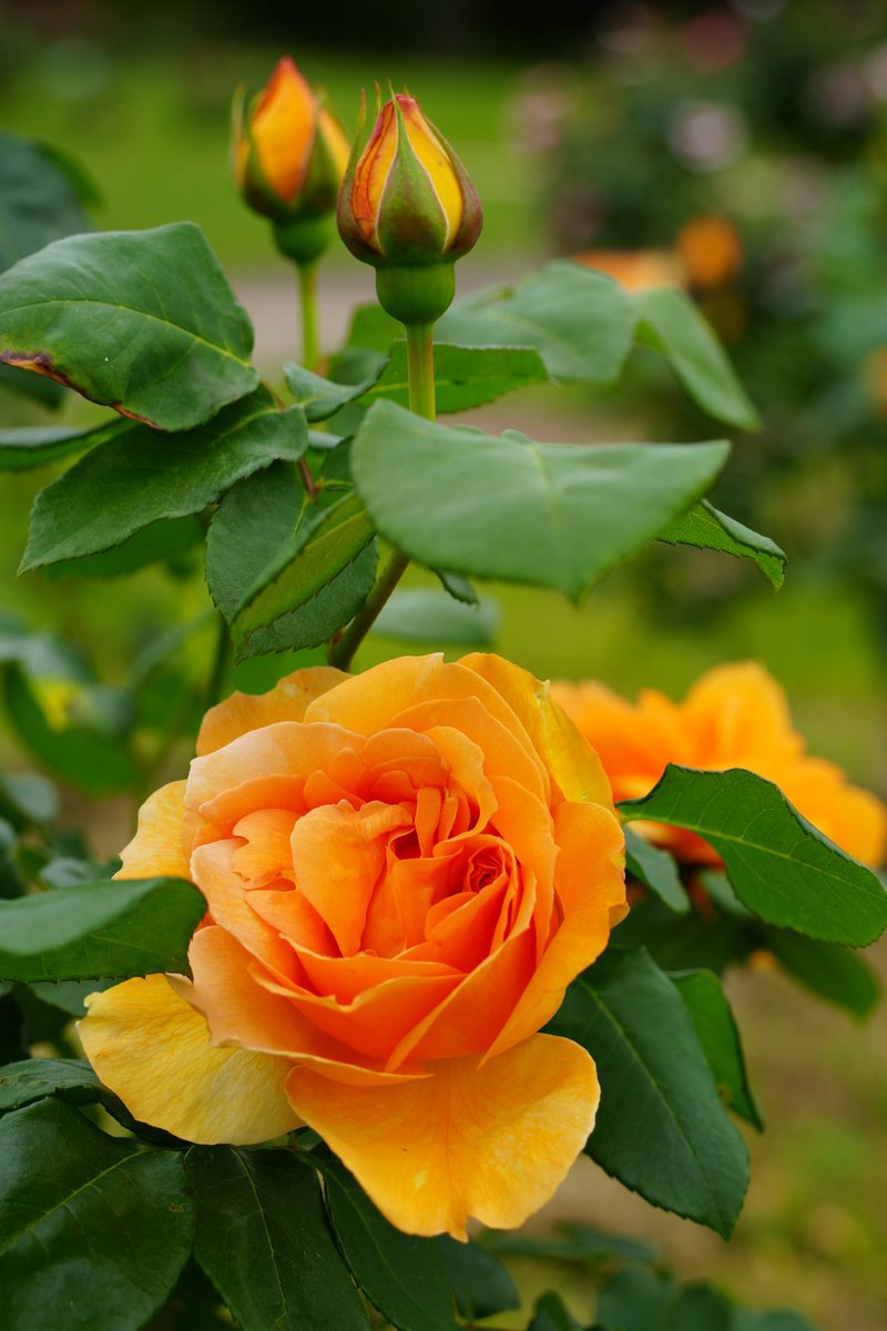 まみもこ tweet media