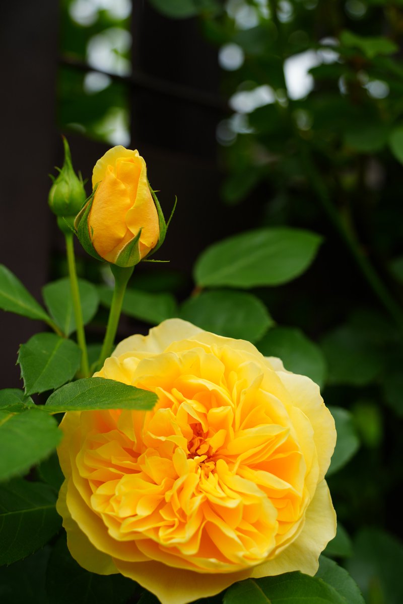 まみもこ tweet media