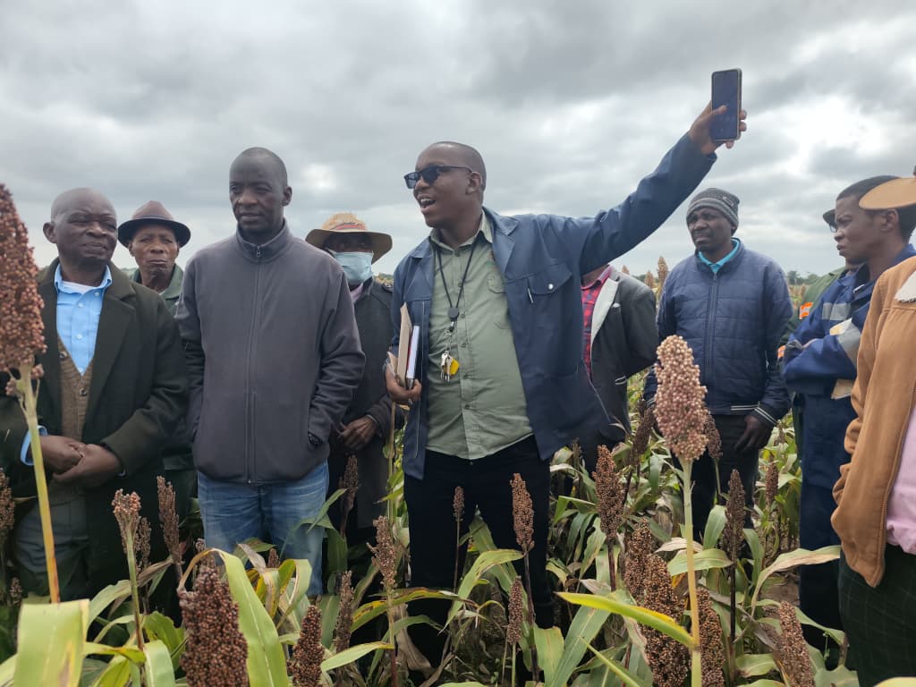 Seed Co Botswana tweet media