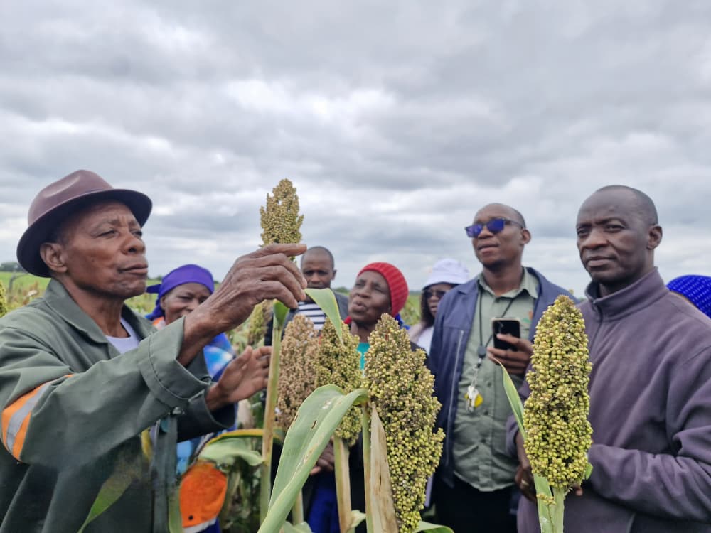 Seed Co Botswana tweet media