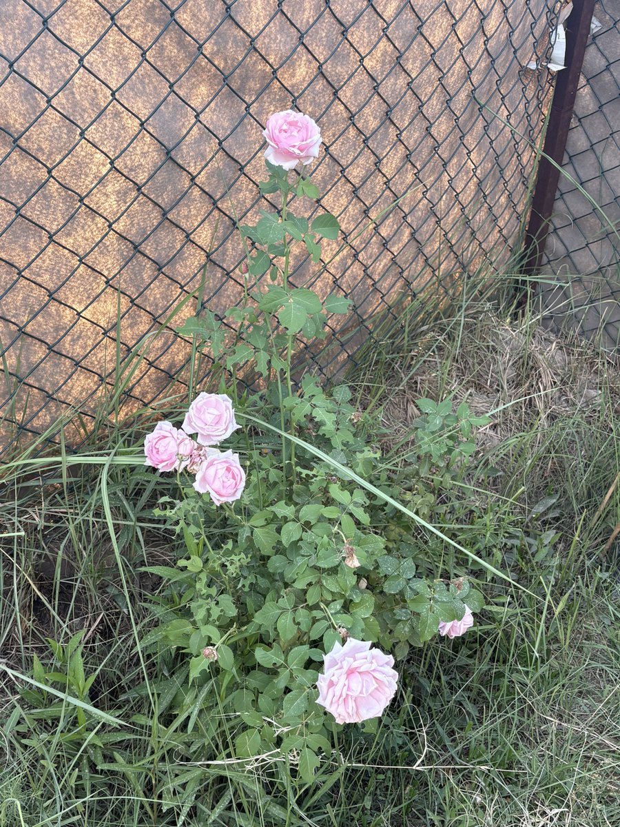 نور الدين ليش لا ؟🦩🥑 tweet media