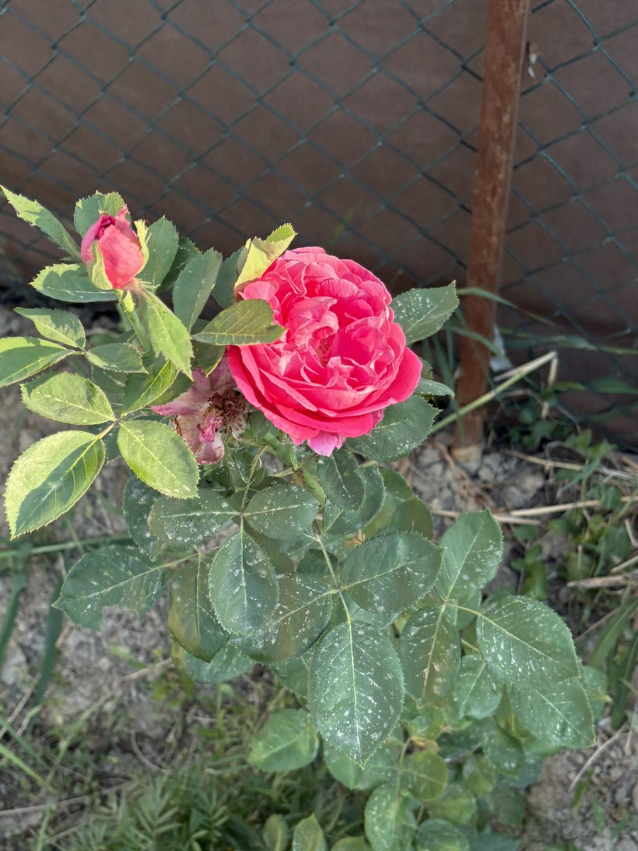 نور الدين ليش لا ؟🦩🥑 tweet media