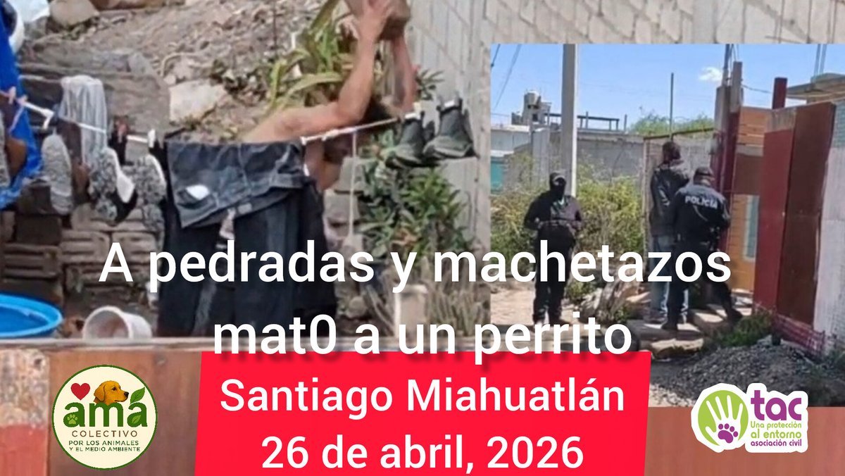 Curul Puebla tweet media