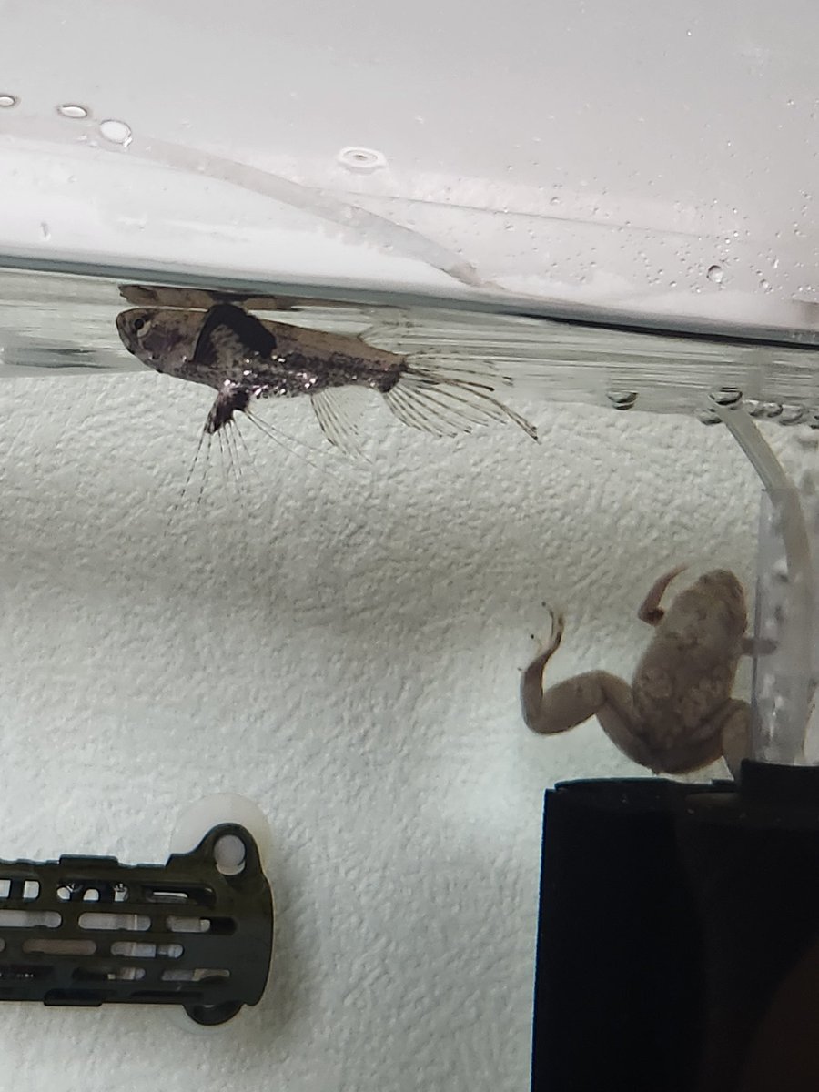 sargent_sb's tweet photo. 熱帯魚屋さんにアフリカツメガエルと混泳できる魚を相談したら勧められたバタフライフイッシュ🪽
個性的だがおとなしく浮いてる姿がいい！ https://t.co/EHYJ2AU1zh