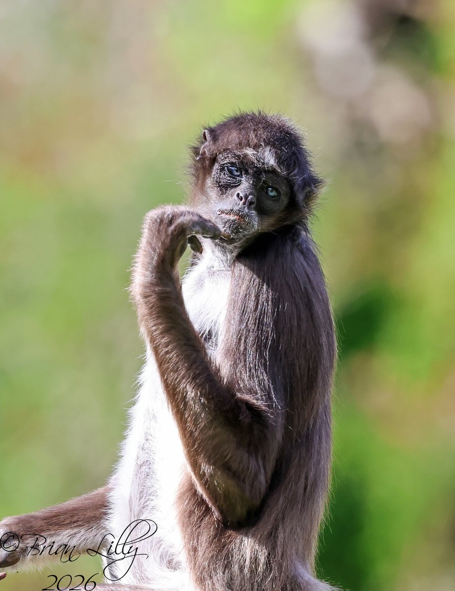brglilly's tweet image. Brown spider monkey sunbathing @PaigntonZoo #spidermonkey #primates