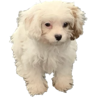 sunny ♪ @ fe14 BR instead of fe10 or xc2 tweet media